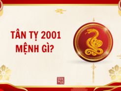 Nam mạng, nữ mạng tuổi Tân Tỵ 2001 mệnh gì, tuổi gì, hợp màu gì?